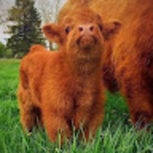 Meet your Posher, Maxim